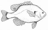 Drawing Fish Drawings Tilapia Bluegill Outline Clipart Sea Templates Template Easy Cliparts Clip Sketch Line Pages Printable Colouring Creatures Animal sketch template
