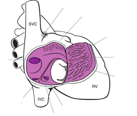 internal structure   atrium