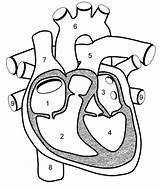 Heart Worksheet Blood Flow Parts Biology Anatomy Diagram Human Body Science Biologycorner Activities Kids sketch template