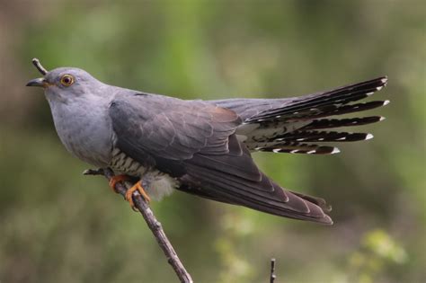 common cuckoo  paul ash birdguides
