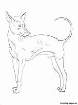 Hairless Drawing Coloring Pages Peruvian Getdrawings sketch template