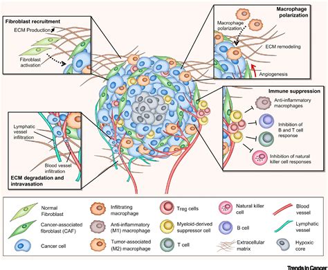 vitro model revolution unveiling tumorstroma interactions