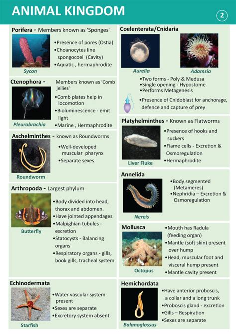 phylum hemichordata characteristics classification examples biology