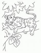 Coloring Leopard Pages Baby Color Snow Kids Popular Coloringhome sketch template