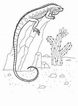 Iguana Coloring Pages Print Color Kids sketch template