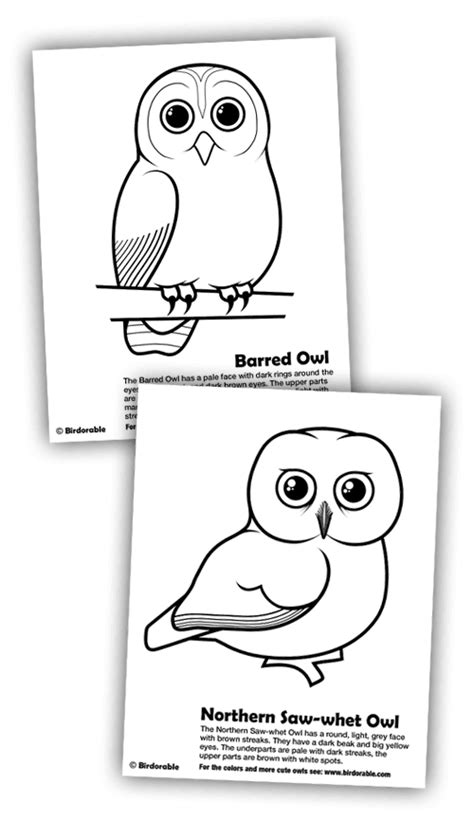 coloring pages barred owl  northern  whet owl owl coloring