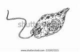 Euglena Sketch Vector Shutterstock Drawing Stock Search Save Lightbox sketch template