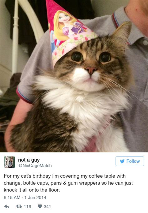 15 funny tweets about cats bored panda