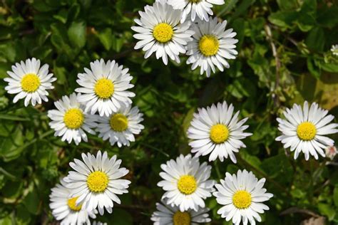 daisy flower meaning  symbolism florgeous