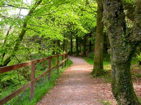 forest walk  dyemill  colin chambers cc  sa geograph britain  ireland