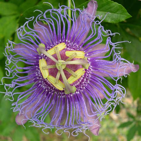 Passion Flower Passiflora Incarnata Herbal Healing Inc