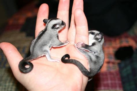 Image result for Baby Sugargliders