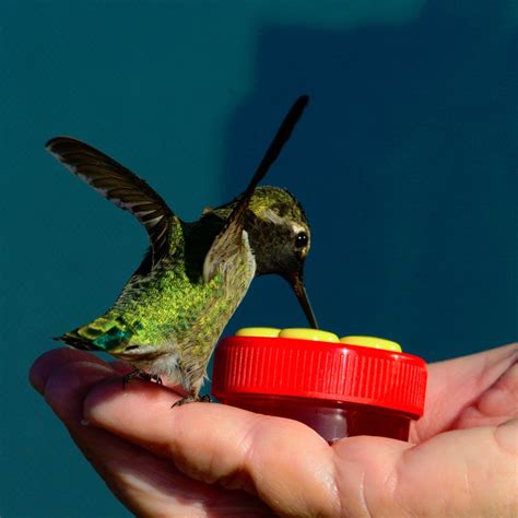 Personal Hummingbird Hand Feeder