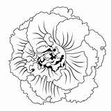 Begonia Tuberhybrida Flowering sketch template