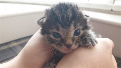 abandoned kitten adopted by new mum and litter blue cross