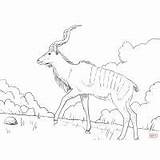 Springbok Coloring Pages Print Color Kids sketch template