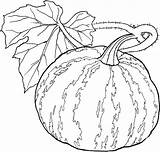 Fruits Vegetable Melon Legumes Zucche Zucca Halloween Eau Mamietitine Colorir Ornamentali Deau Foglie Imprimer Decorazioni Disegnare Desenhos Légumes 1001 Decorare sketch template