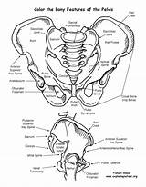 Pelvis Coloring System Features Skeletal Pages Human Anatomy Circulatory Bony Bones Sheet Boney Skeleton Cardiovascular Drawing Printable Color Physiology Da sketch template