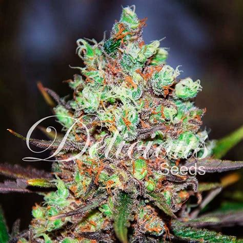 cotton candy feminized cannabis seeds delicious seeds