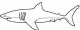 Requin Coloriage Hiu Mewarnai Ikan Paus Belajar Squalo Imprimer Coloriages Binatang Animaux Malvorlage Mewarna Ausdrucken Grande Laut Requins Vorlage Haifisch sketch template