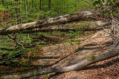 der urwald von saarbruecken naturwald akademie