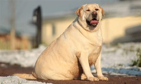 labrador  overweight explained  university  cambridge