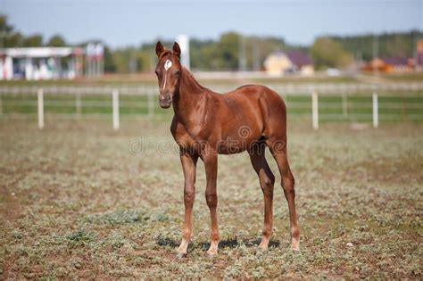 brown young horse  colt grazing   horse farm stock image image