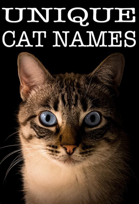 unique cat names   unusual names    cat