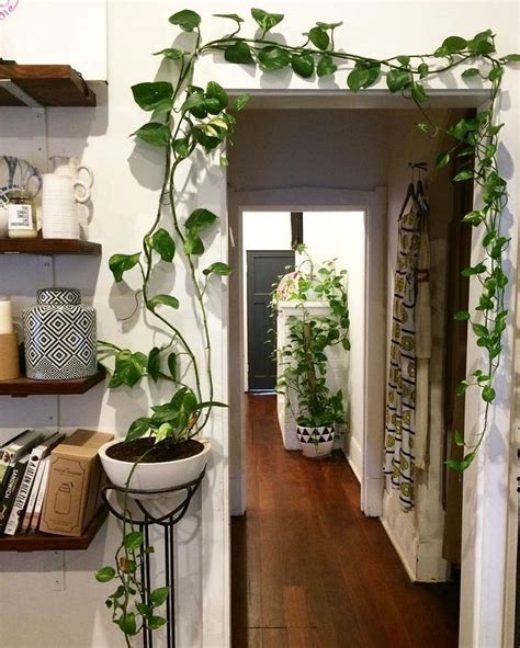 diy indoor plant display ideas house plants decor easy house