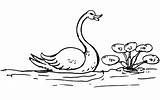 Angsa Sketsa Kolase Mewarnai Bebek Hitam Putih Paud Marimewarnai Tk Kendaraan Udara Ide Kumpulan sketch template