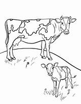Coloring Pages Cow Farm Adult Cows Visit Animal sketch template