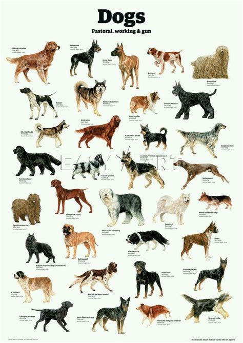 medium dog breeds chart
