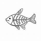 Fish Tetra Vector Ray Coloring Kids Illustration Isolated Illustrations Background Xray Clip Book Stock sketch template