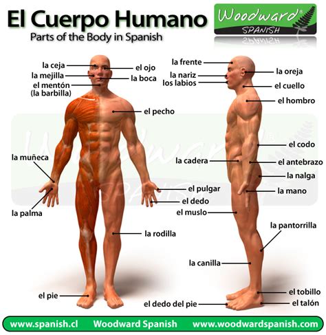 el cuerpo humano  sus partes en espanol  fotos parts   body  spanish