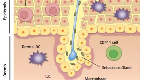 skin deep  immune system   surface ecr community