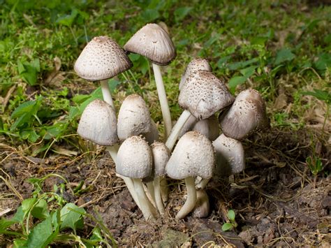 filekaldari coprinoid mushroomsjpg wikimedia commons