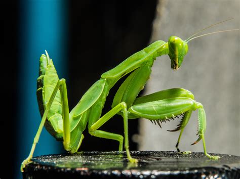 images green praying mantis close fauna invertebrate grasshopper macro photography