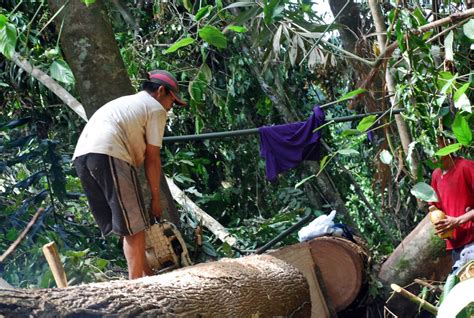 illegal logging hotspots    paje   asian post