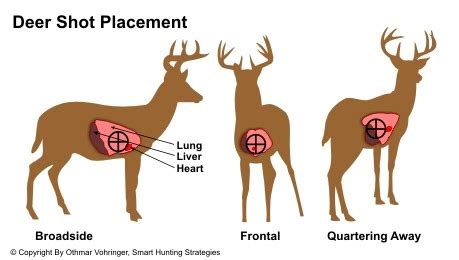 starting deer hunting huntingnetcom forums
