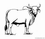 Bull Coloring4free Coloring Printable Pages Related Posts sketch template