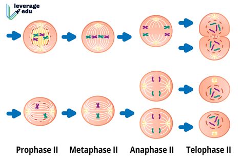 meiosis ii leverage