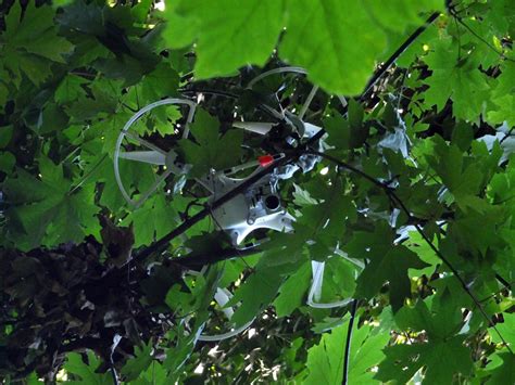 drone stuck  tree drone rescue june  oregon city  gordon wilson blog