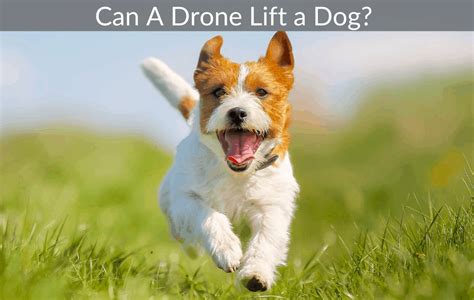 drone lift  dog   drones  dog owners march