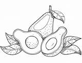Aguacate Colorear Avocado Fruta Aguacates sketch template