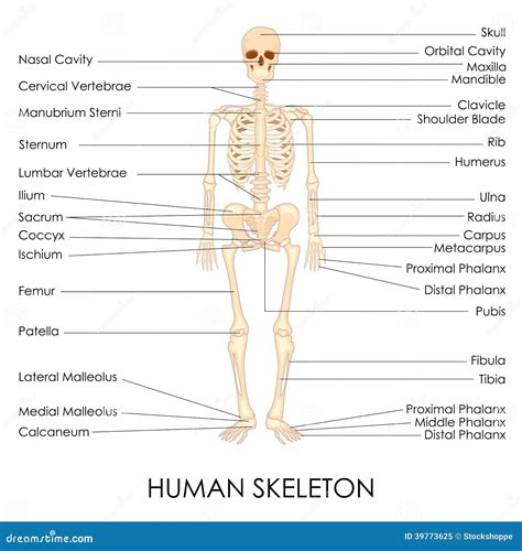 menschliches skelett beschriftet latein skelett stockbild bild von