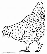 Hen Coloring Pages Kids Getcolorings Chickens sketch template