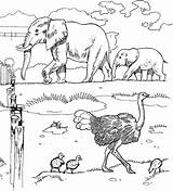Coloring Pages Animals Zoo Elephants Animal African Safari Elephant Printable Grassland Ostriches Color Sheets Savanna Kids Grasslands Clipart Colouring Print sketch template