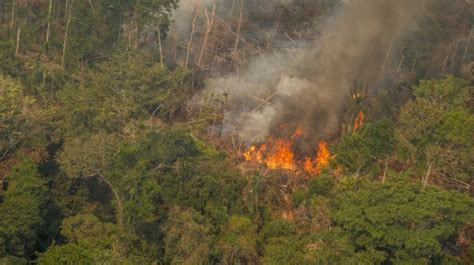 burning season   amazon   underway  fire ban itv news