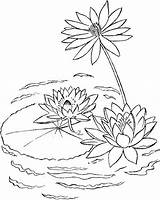 Coloring Lago Colorat Nenuphar Plantes Lilies Nuferi Coloriages Flowers Planse Colorare Disegni Waterlelies Flori P04 Ninfee Tekenen Desene Fleur Loto sketch template