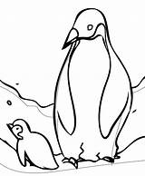 Penguin Baby Penguins Coloring Pages Cute Emperor Printable Sheets Kids King Color Christmas Clipart Animal Colouring Little Two Outline Printables sketch template